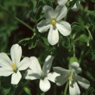 Geranium Robertianum 'Celtic White'