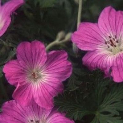Geranium Robustum