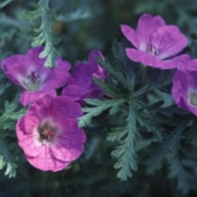 Geranium Schlechteri
