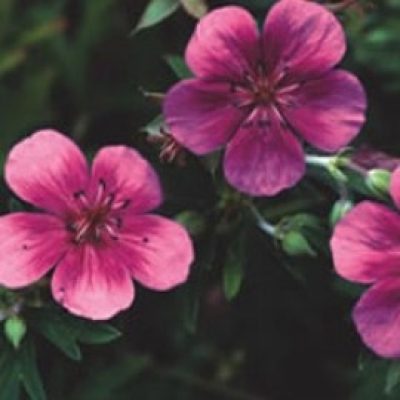Geranium Soboliferum