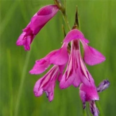 Gladiolus Palustris