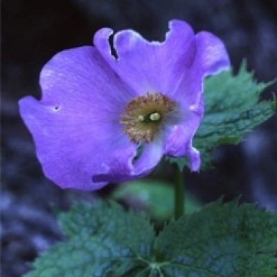 Glaucidium Palmatum