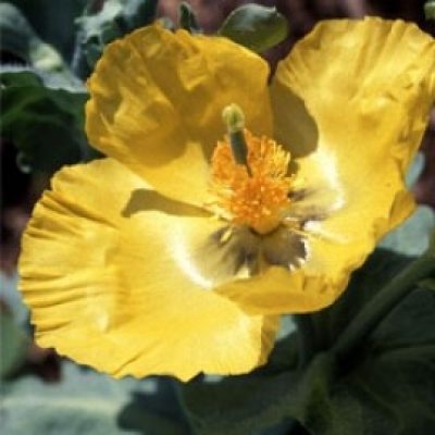 Glaucium Flavum
