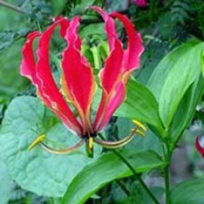 Gloriosa Rothschildiana
