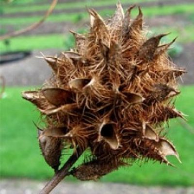 Glycyrrhiza Yunnanensis