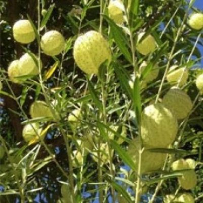 Gomphocarpus Physocarpus