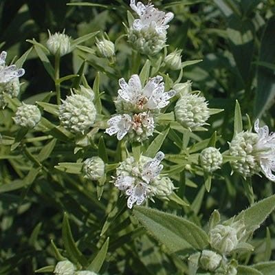 Hairy Mountain Mint Seeds