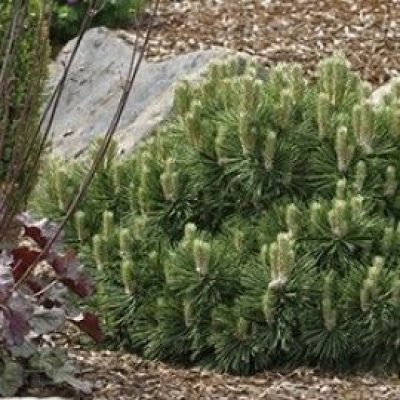 Helga Dwarf Austrian Pine