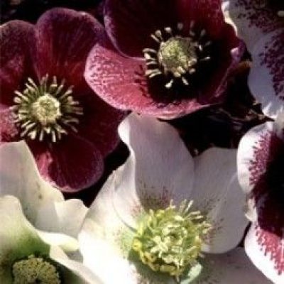 Helleborus Orientalis 'Best Colours'