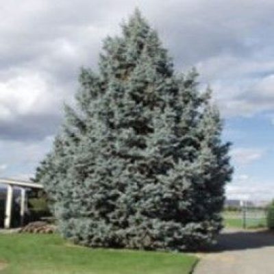 Hoopsi Blue Colorado Spruce