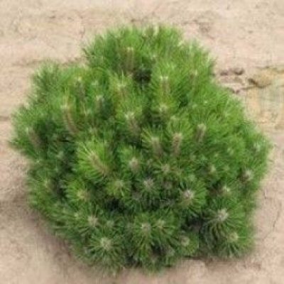 'Hornibrookiana' Dwarf Austrian Pine