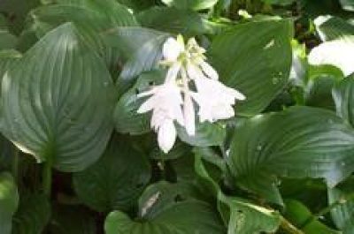 Hosta Plantaginea