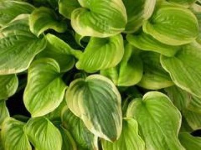 Hosta