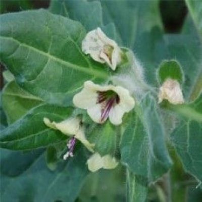 Hyoscyamus Albus