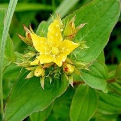 Hypericum Perforatum