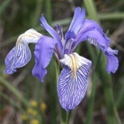 Iris Missouriensis