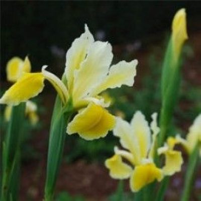 Iris Orientalis