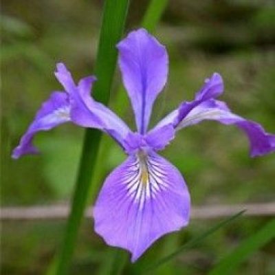 Iris Tenax