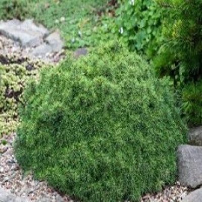 Jana Dwarf Norway Spruce