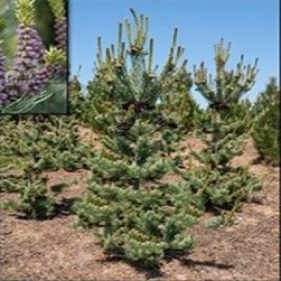 Japanese Blue Short-Needled Pine