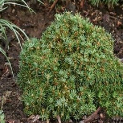 Jessy Dwarf Norway Spruce