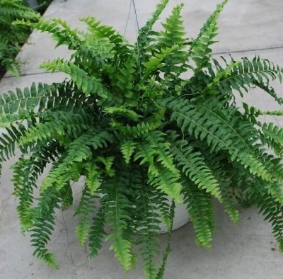 Kimberly Queen Fern – Indoor Plants
