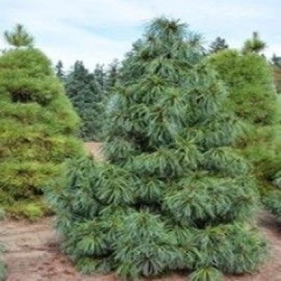 Korean Dragon's Eye Pine