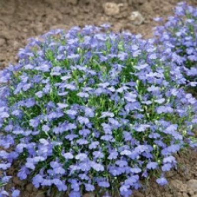 Lobelia Erinus 'Cambridge Blue'