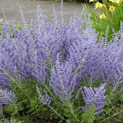Lacey Blue Russian Sage