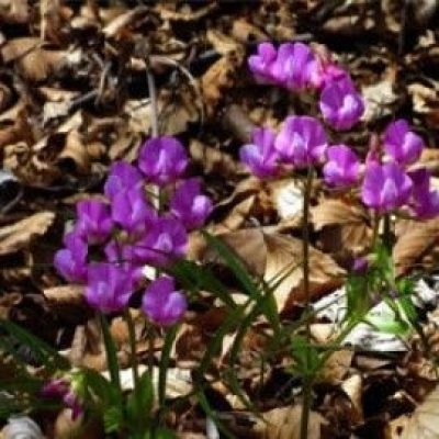 Lathyrus Vernus Flaccidus