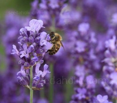 Lavandula Angustifolia 'Lavender Vera'