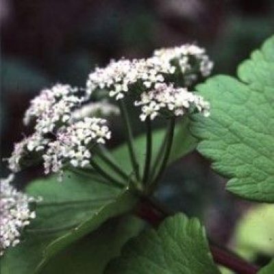 Ligusticum Huteri Syn. Lucidum