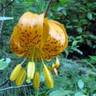 Lilium Pardalinum Ssp Wigginsii