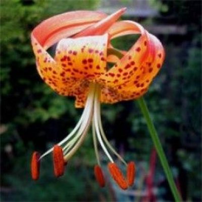 Lilium Pardalinum