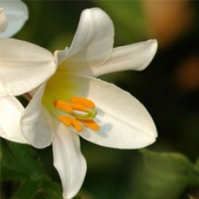 Lilium Regale Album