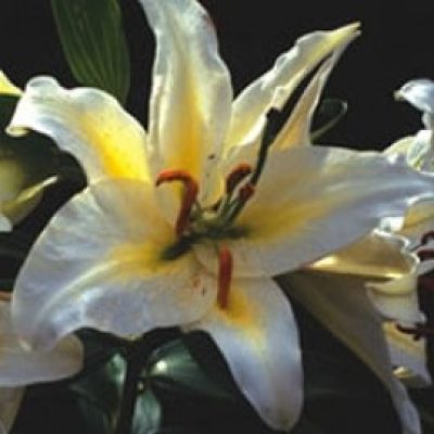 Lilium Selected Species