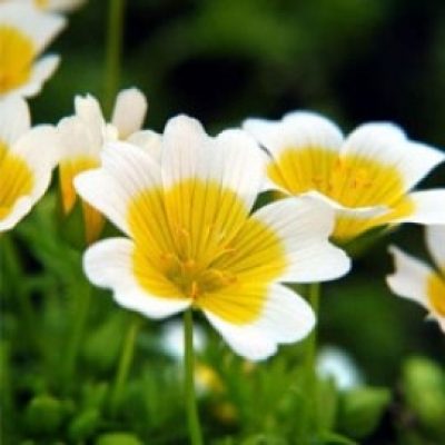 Limnanthes Douglasii
