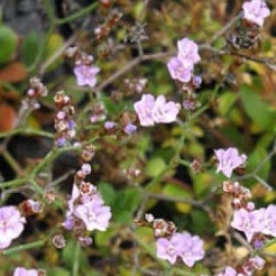Limonium Bellidifolium