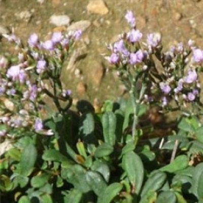 Limonium Gougetianum