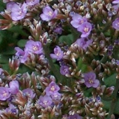 Limonium Minutum
