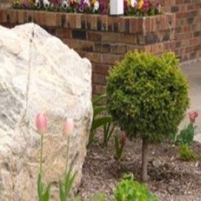 Little Gem Dwarf Norway Spruce