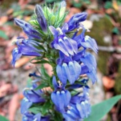 Lobelia 'Blue Cardinal'