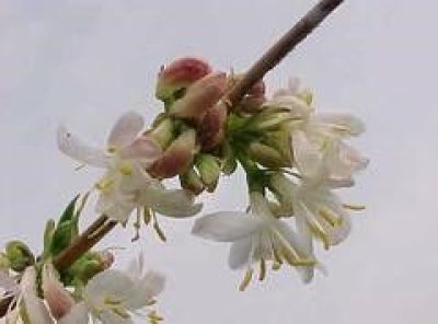 Lonicera Fragrantissima