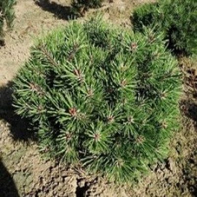 'Loucky' Mountain Pine