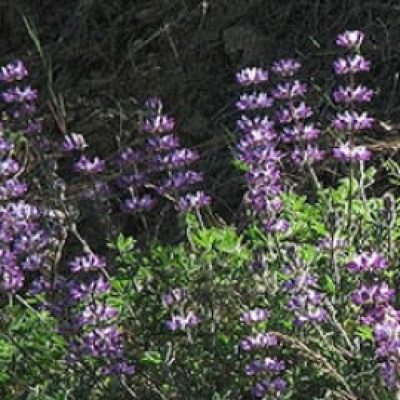 Lupinus Microcarpus