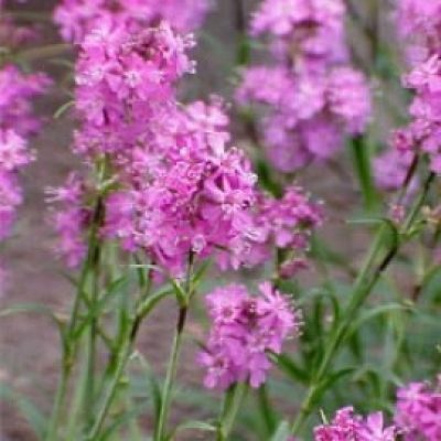 Lychnis Alpina