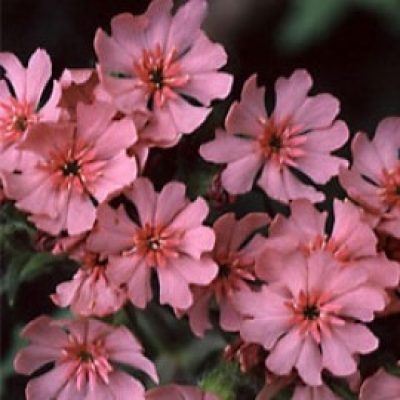 Lychnis Chalcedonica 'Pinkie'