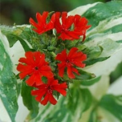Lychnis Chalcedonica The Flasher