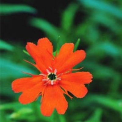 Lychnis Cognata