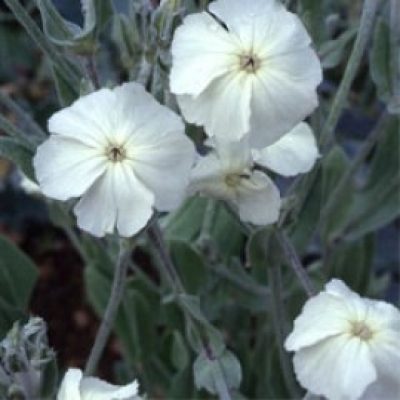 Lychnis Coronaria Alba